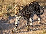 Leopard  Kruger National Park, South Africa