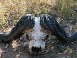 Buffalo skull  Chobe National Park, Botswana