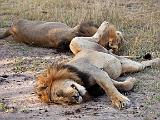 Lazy lions  Kruger National Park, South Africa