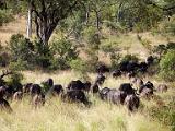 Buffalo herd  Chobe National Park, Botswana