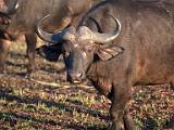 Buffalo  Chobe National Park, Botswana