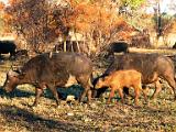 Buffaloes with baby  Chobe National Park, Botswana