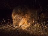 Drowsy lionness  Chobe National Park, Botswana