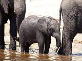 Baby elephant  Chobe National Park, Botswana