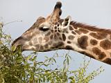 Giraffe  Chobe National Park, Botswana