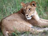 Lion  Chobe National Park, Botswana