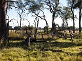 Island landscape  Okavanga River Delta, Botswana