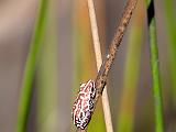 Bell frog - can be heard a half mile away  Okavanga River Delta, Botswana