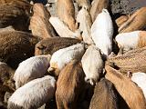 Boars feeding  Patagonian Argentina