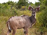 Africa 2012