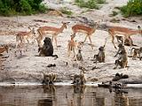 Impalas and baboons on a Zambezi beach  Chobe National Park, Botswana