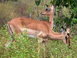 Impalas  Chobe National Park, Botswana