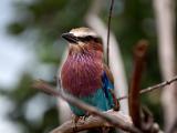 Lilac Breasted Roller  Kruger National Park, South Africa