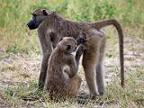 Baboons - insect picking  Chobe National Park, Botswana