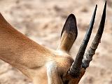 Impala at salt lick  Chobe National Park, Botswana