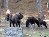 Takins in the preserve