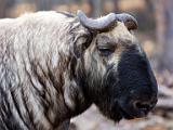 Mr. Takin