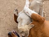 Dogs playing