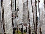 Prayer flags