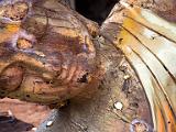 Emerging brass reclining Buddha at a foundry