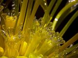 Glass sculpture  Dale Chihuly - MFA