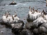 Pelicans and Seagull  Zapillar, Chile